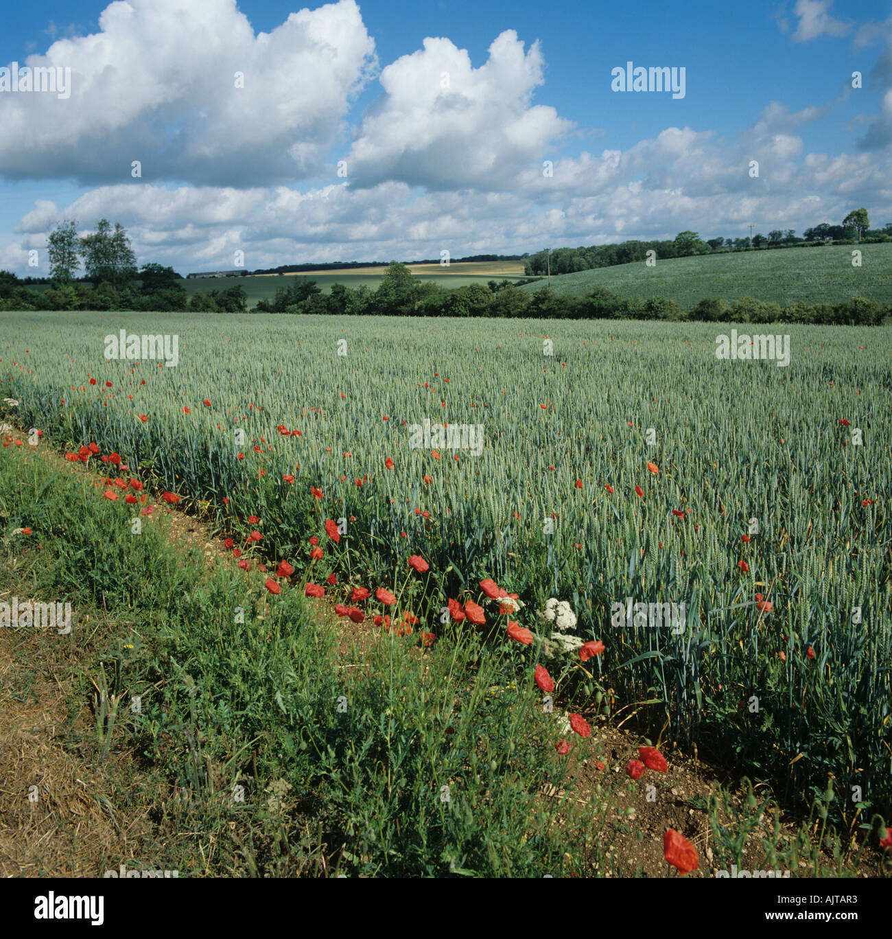 Flowering poppies corn poppies and vegetation along field margin of wheat crop in ear Stock Photo