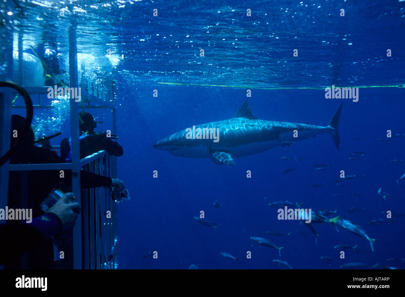 divers in shark cage with great white shark circling Carcharodon carcharias Guadalupe Island Pacific Ocean Mexico Stock Photo