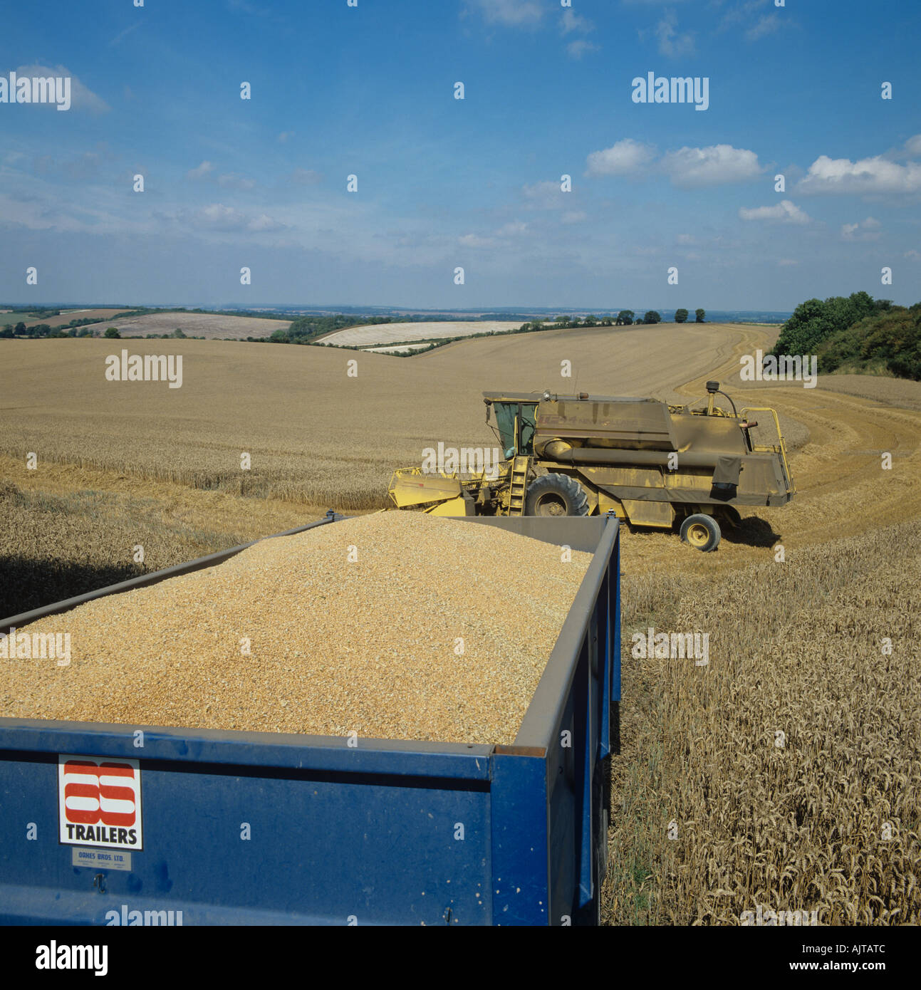 View over full grain trailer at harvest with a static dirty combine downland farmland Stock Photo