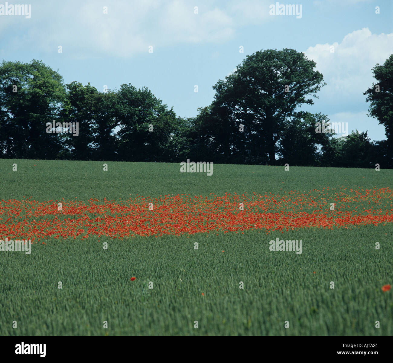 A missed area of corn poppies Papaver rhoeas flowering in a wheat crop in ear Stock Photo