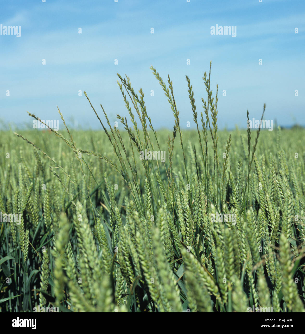 Italian ryegrass Lolium multiflorum flowering grass weeds in wheat crop in ear Stock Photo