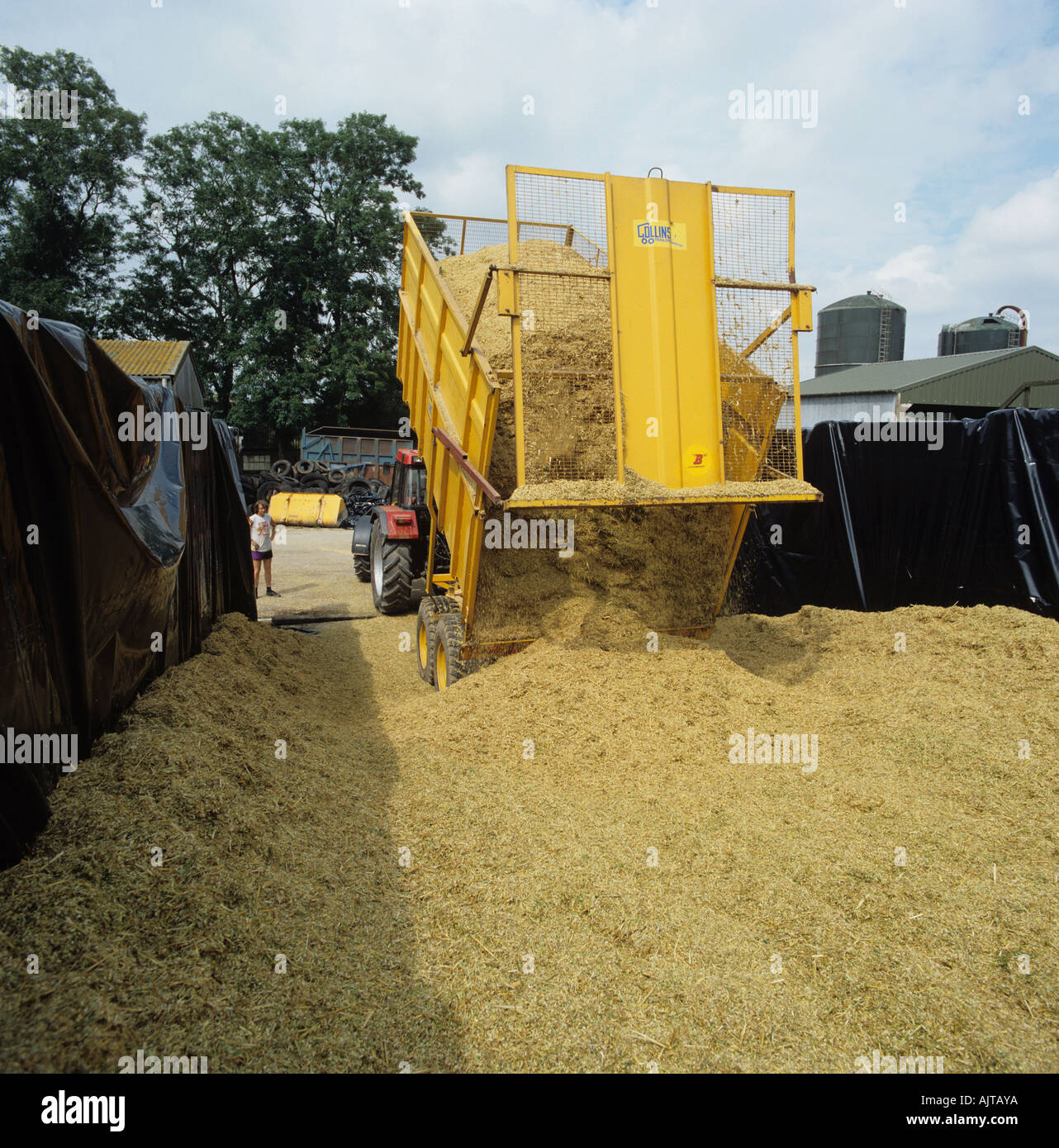 Tractor trailer putting whole crop wheat silage into clamp for storage