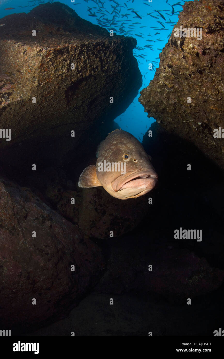 dusky grouper Epinephelus marginatus Madeira Island Atlantic Portugal Stock Photo