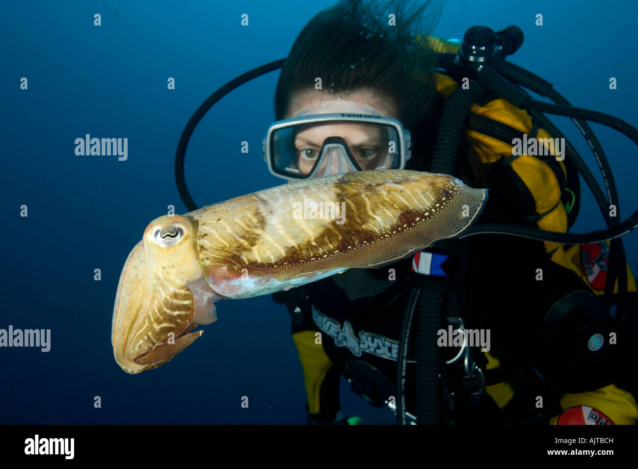scuba diver with cuttlefish Sepia officinalis Madeira Island Atlantic Portugal Stock Photo