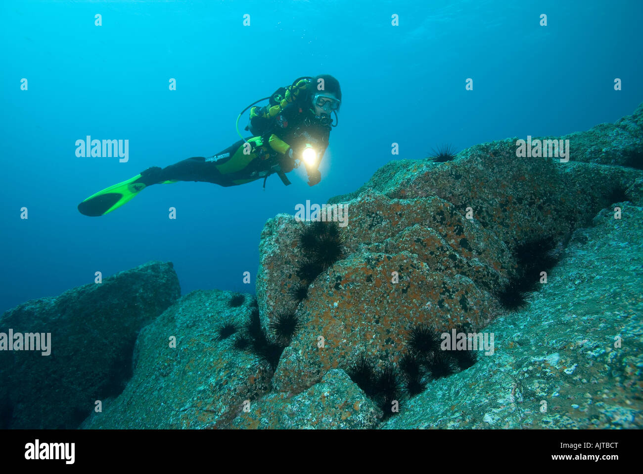 scuba diver exploring the rocky bottom with diadema sea urchins Centrostephanus longispinus Madeira Island Atlantic Portugal Stock Photo