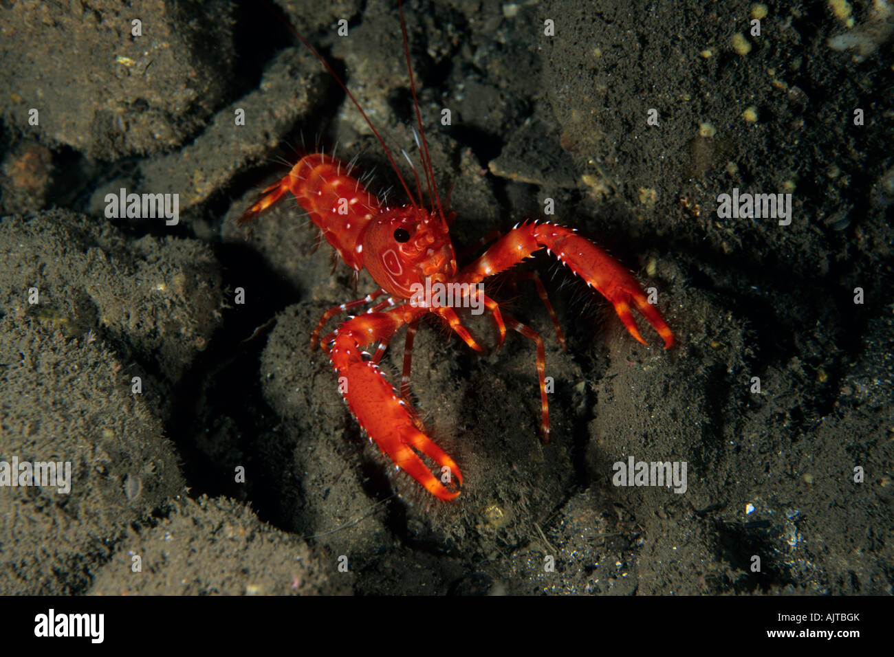 reef lobster Enoplometopus antillensis Madeira Island Atlantic Portugal Stock Photo