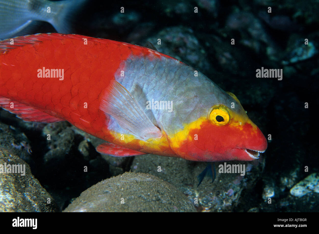 european parrotfish female Sparisoma cretense Madeira Island Atlantic Portugal Stock Photo