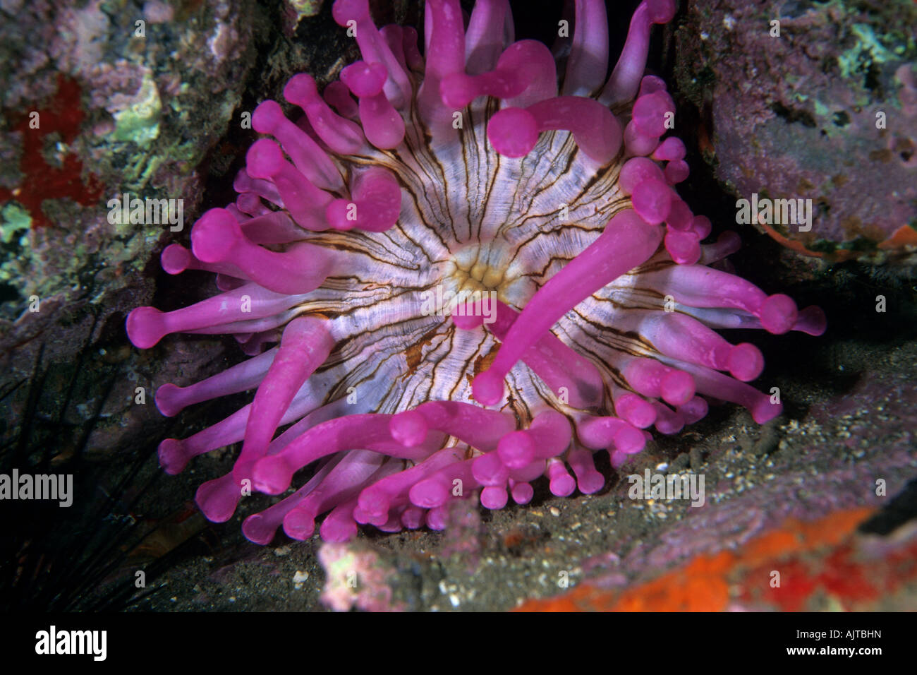 club tipped anemone Telmatactis sp Madeira Island Atlantic Portugal Stock Photo