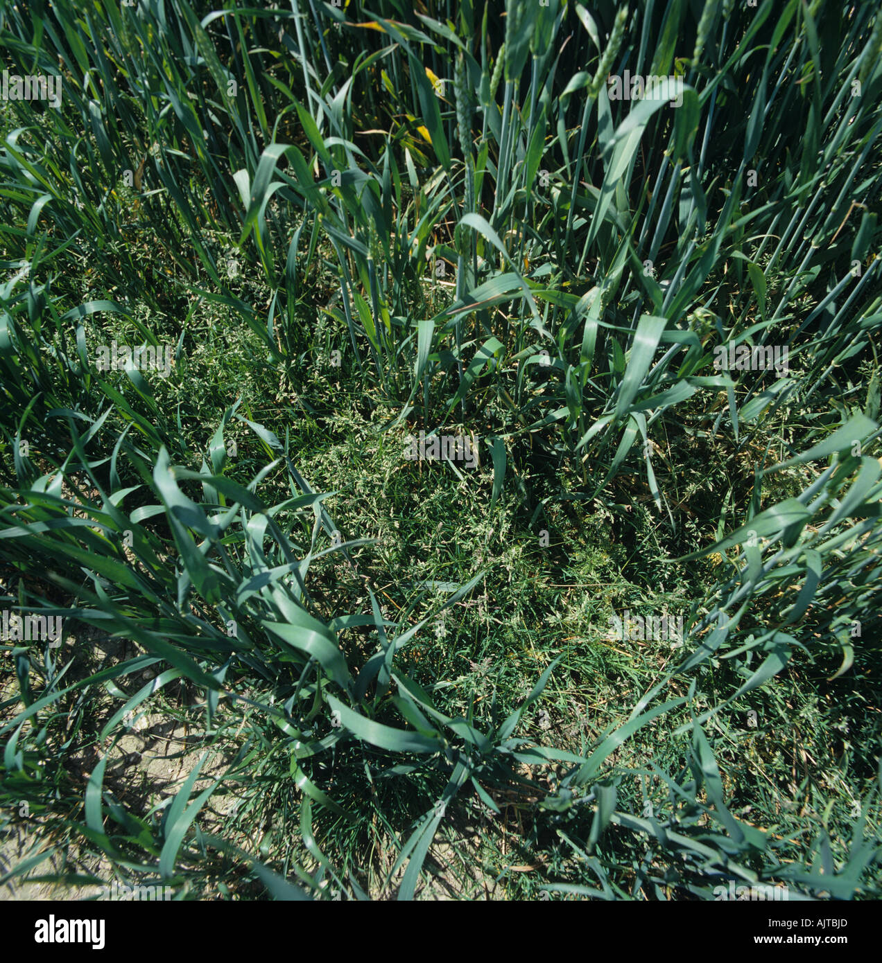 Annual meadow grass Poa annua flowering in a wheat crop in ear Stock Photo