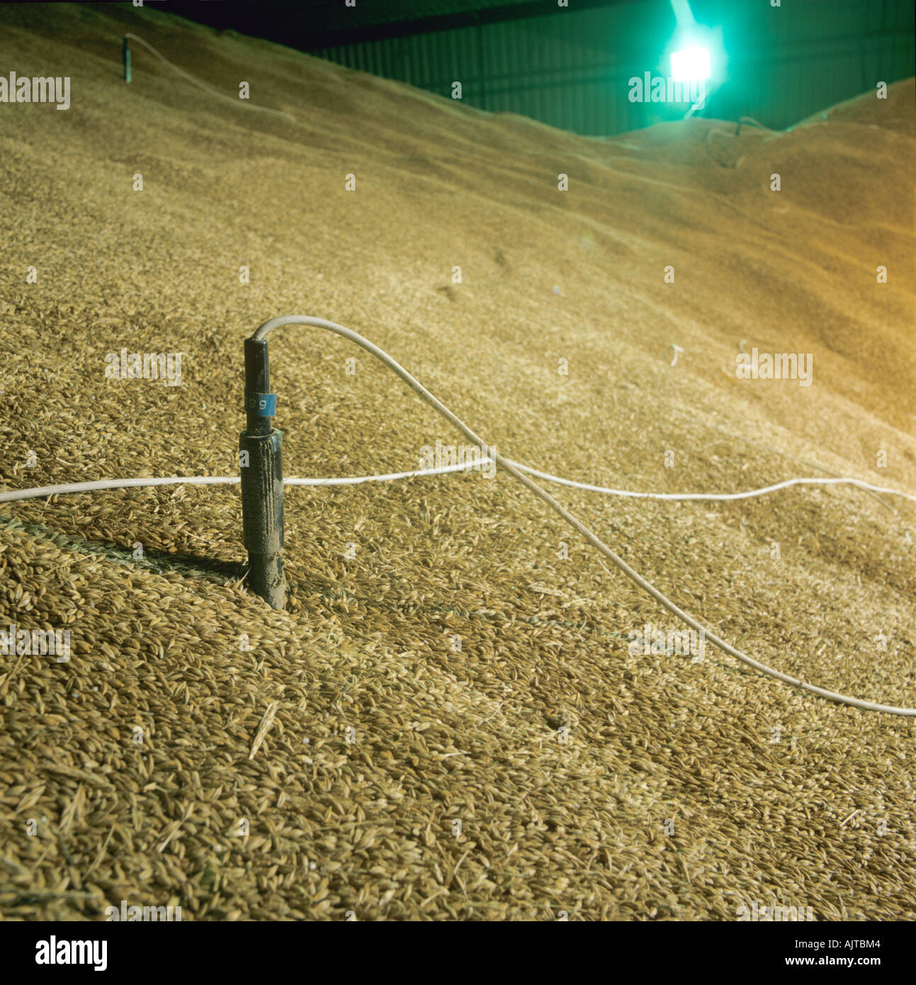 Temperature sensor probe in stored barley grain in EEC intervention store Stock Photo Alamy