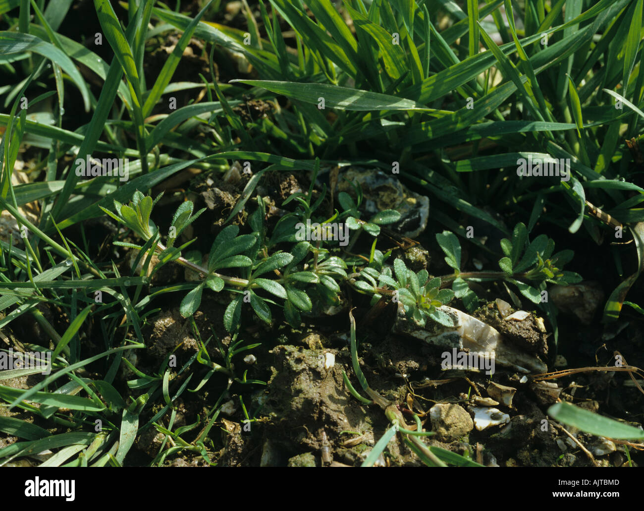 Cleavers Galium aparine young plant in young wheat crop Stock Photo Alamy