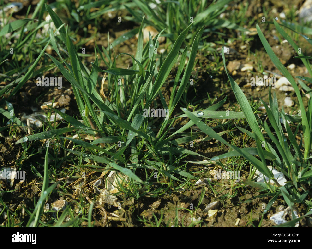 Annual meadow grass Poa annua seedlings in seedling wheat crop Stock Photo