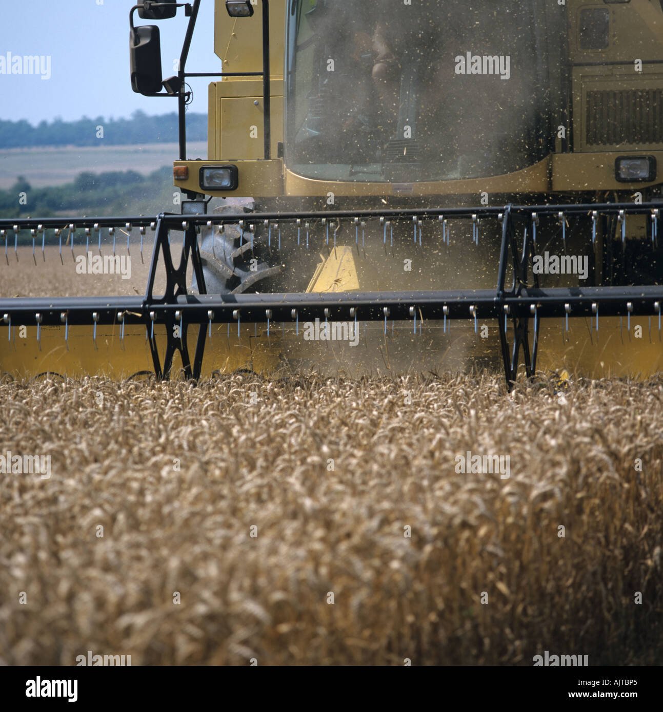 Header of a New Holland combine harvesting dusty crop Hampshire Stock Photo