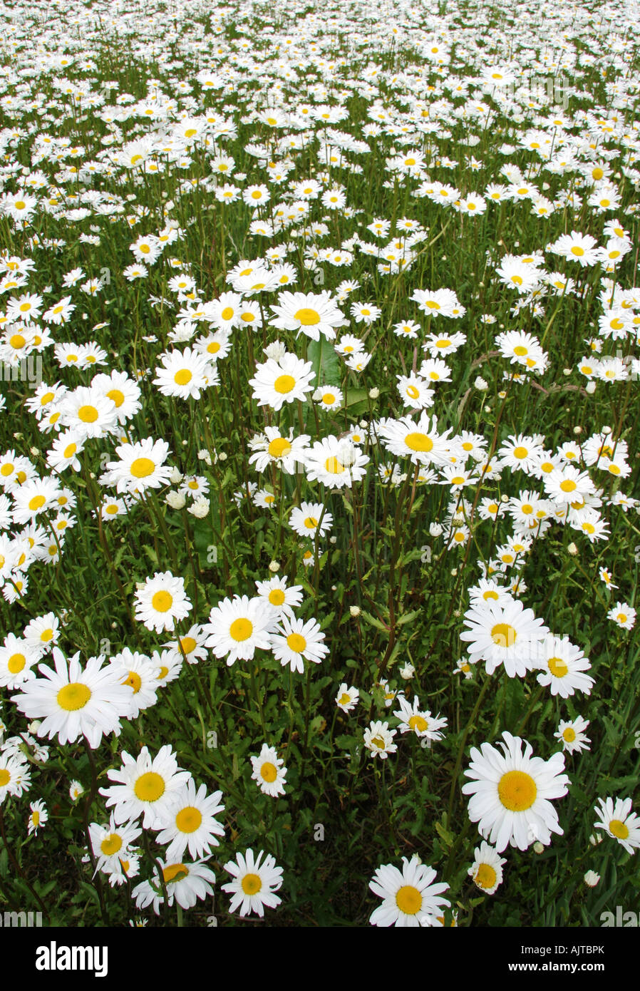 Field of ox eye daisies Chrysanthemum Leucanthemum Stock Photo