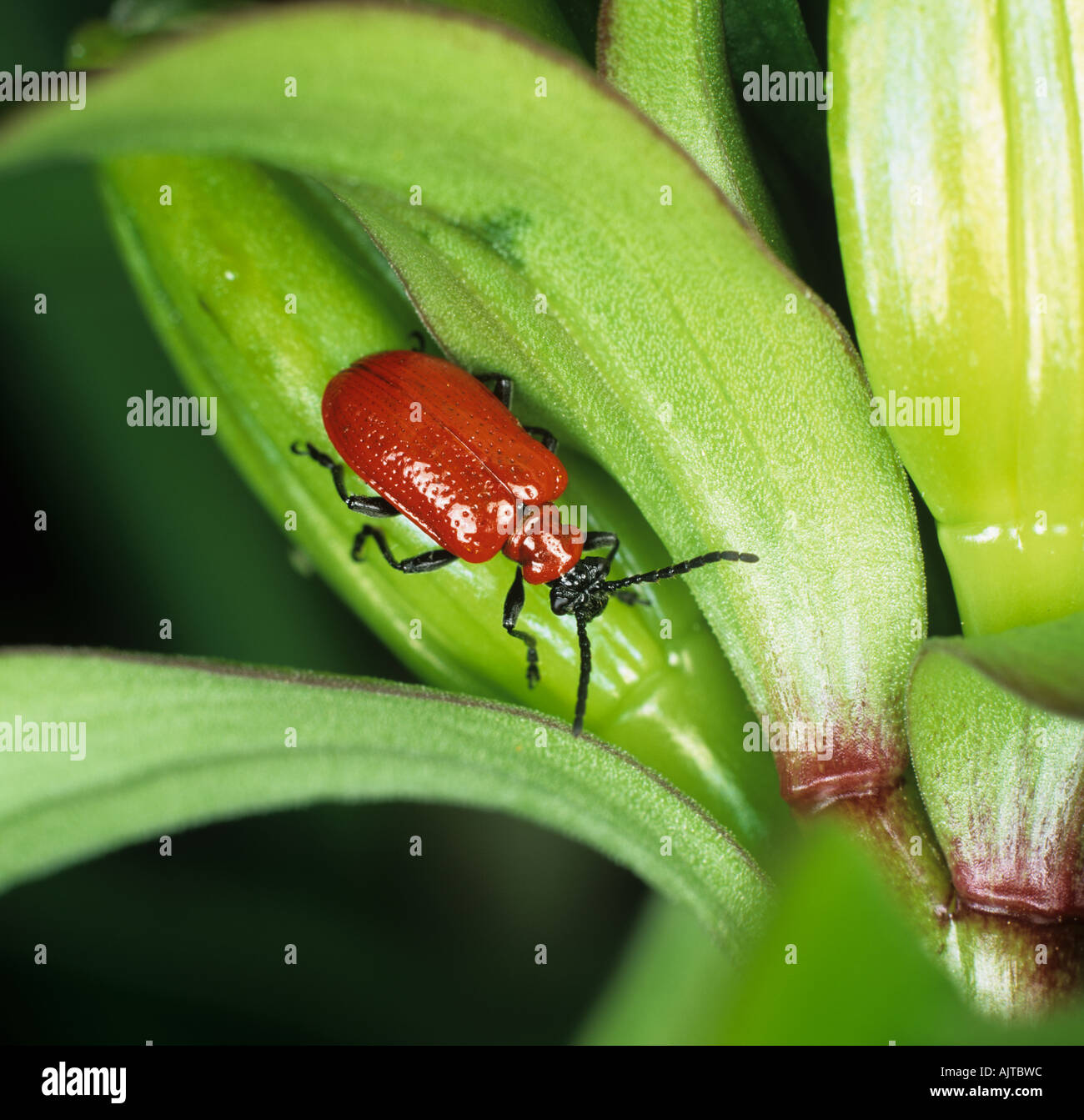 Lily beetle Lilioceris lilii on lily seedpods Stock Photo Alamy