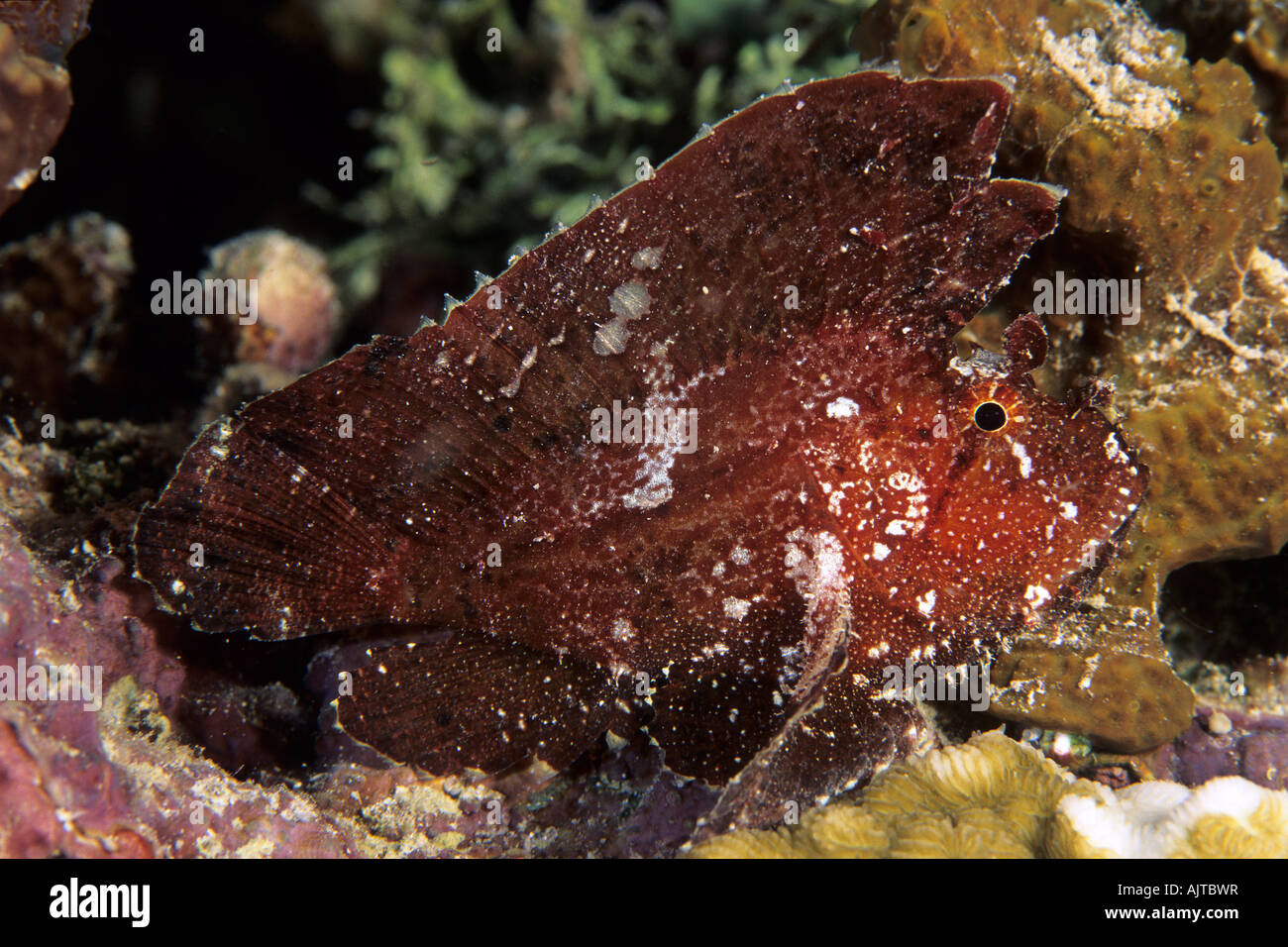 leaf scorpionfish Taenianotus triacanthus Micronesia Pacific Palau Stock Photo