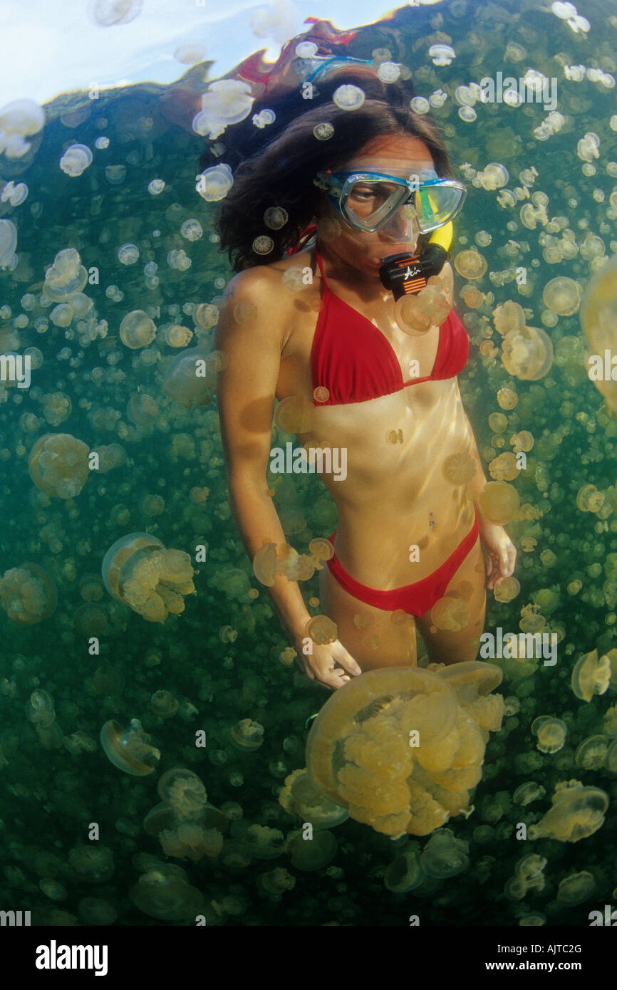 snorkeler with jellyfish Mastigias sp Jellyfish Lake Palau Stock Photo