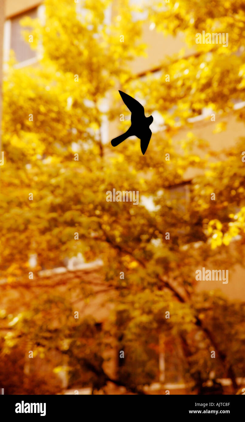 Flying At A Window High Resolution Stock Photography and Images - Alamy
