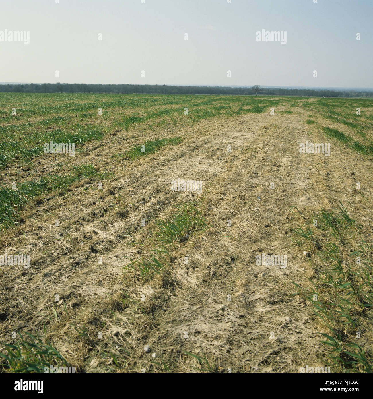 Pink snow mould Michrodochium nivale destroying and overwintering wheat crop after snow Stock Photo