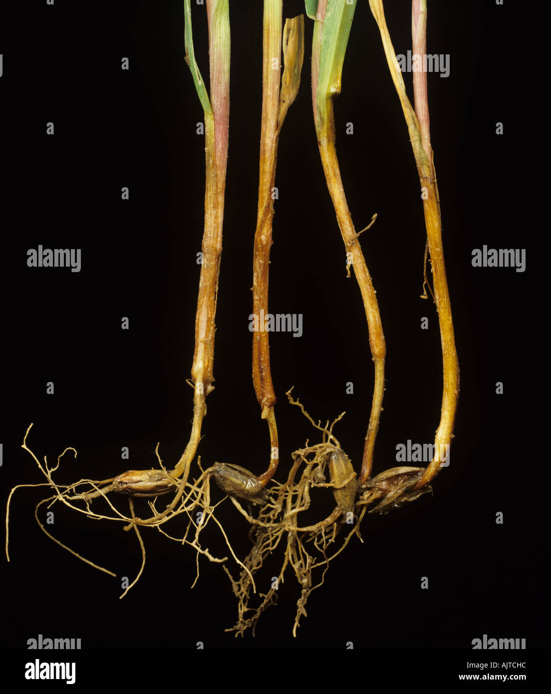 Complex of fungal diseases causing root rot in young barley seedlings Stock Photo