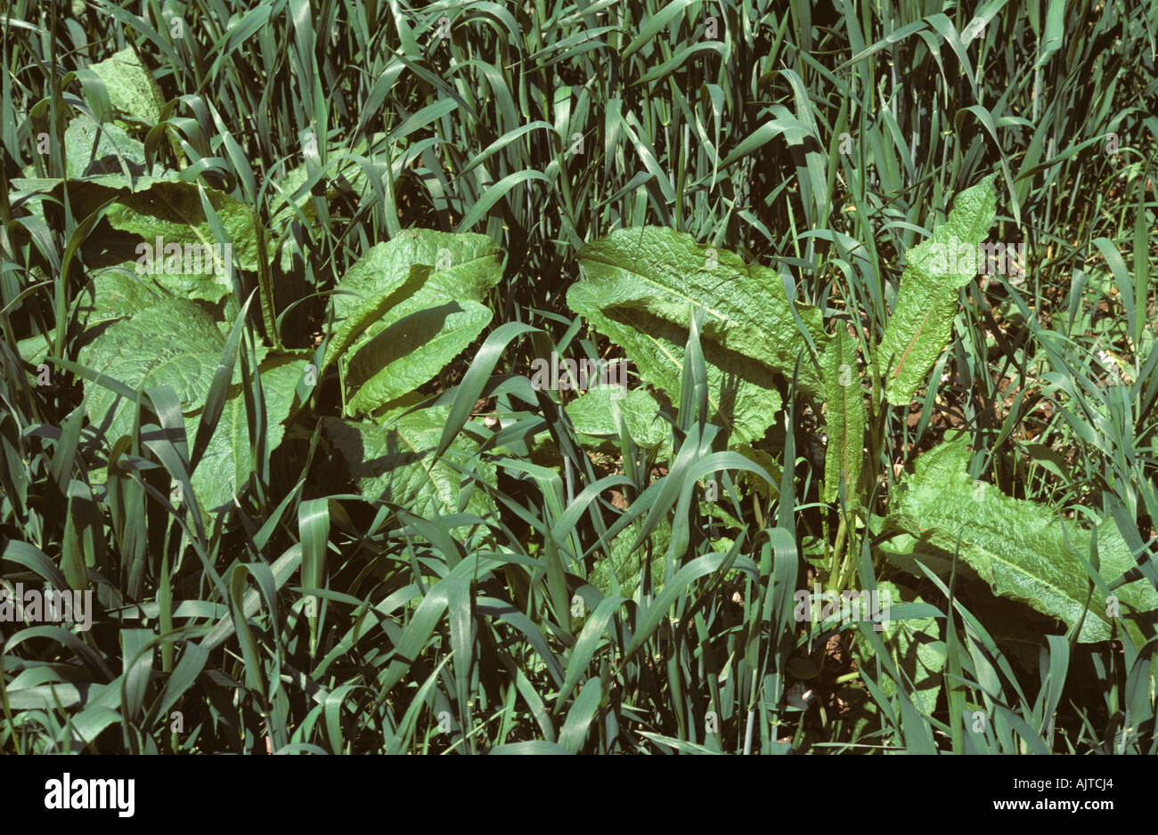 Broad dock Rumex obtusifolius in a young wheat crop Stock Photo