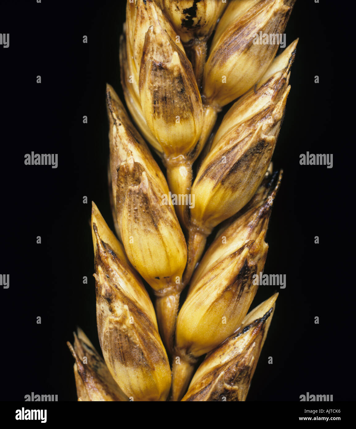 Glume blotch (Phaeosphaeria nodorum) infected wheat ear Stock Photo