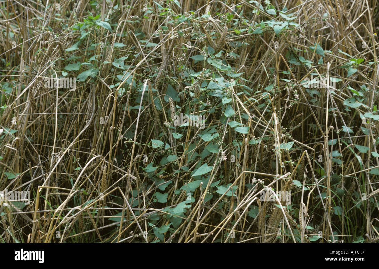 Black bindweed Bilderdykia convolvulus weeds in ripe barley crop Stock Photo