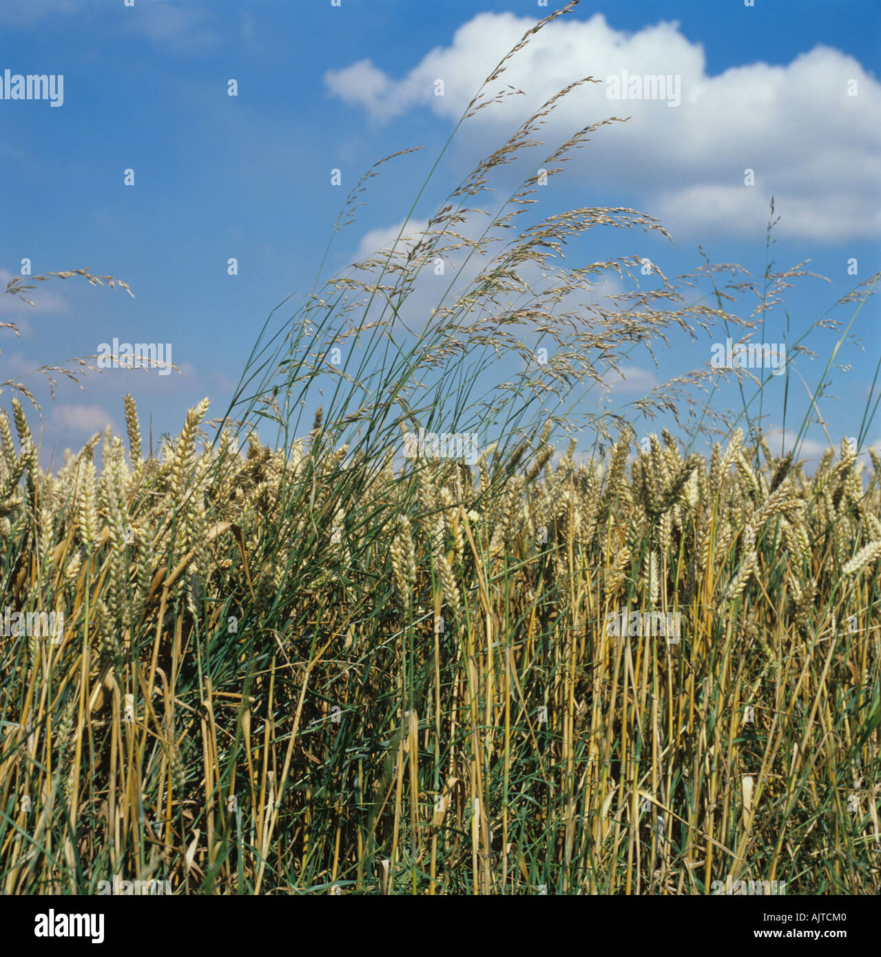 Onion couch Arrhenatherum elatius grass weeds in ripe wheat crop Stock