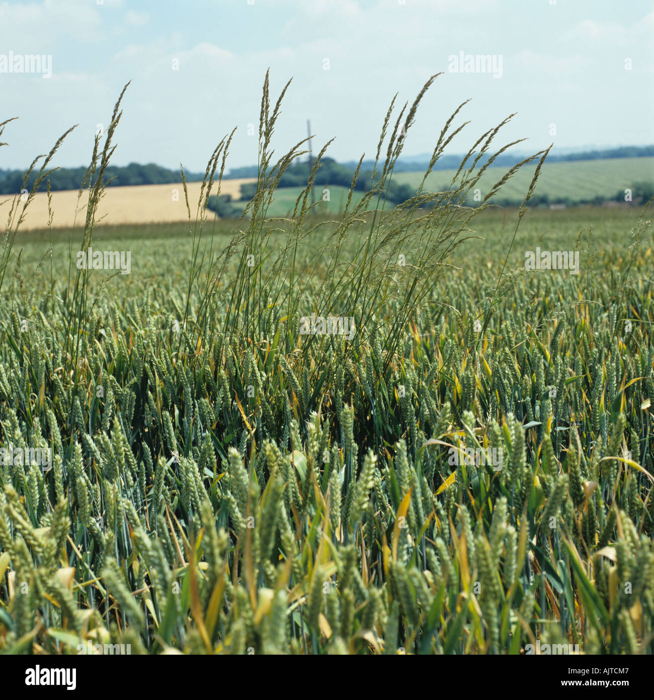 Onion couch Arrhenatherum elatius grass weeds in wheat crop in green