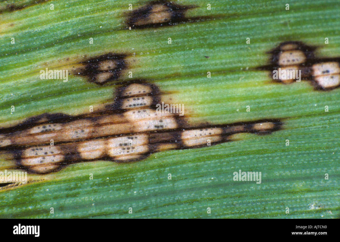 Halo spot (Pseudoseptoria donacis) lesions pycnidia on a barley leaf Stock Photo