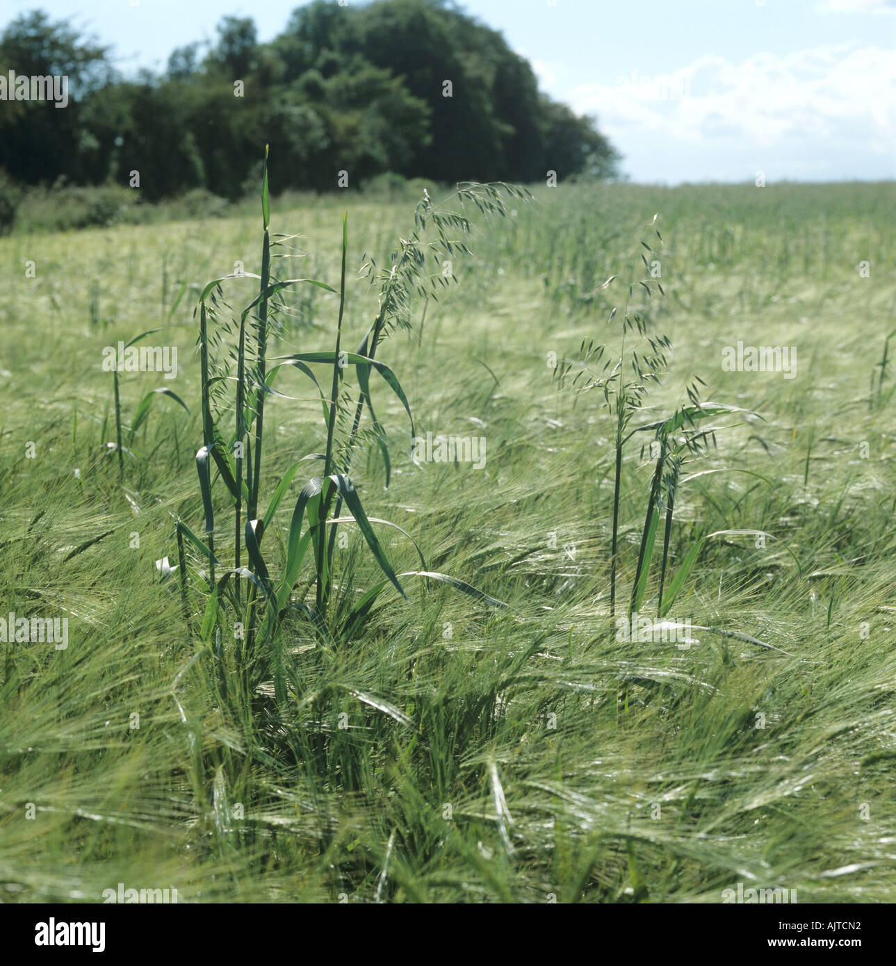 Wild oats Avena fatua flowering panicles in barley crop in ear Stock Photo