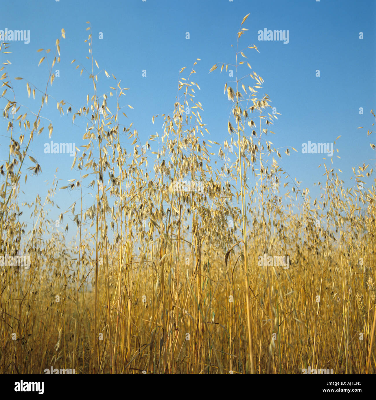 Wild oats Avena fatua seeded and dry in ripe wheat crop Stock Photo