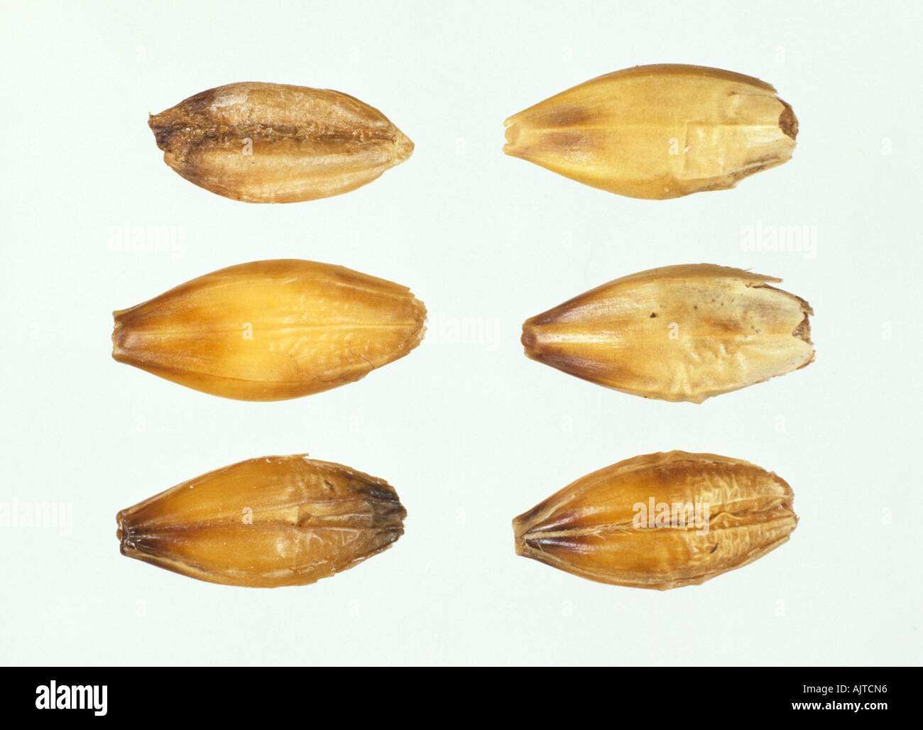 Blackpoint Alternaria sp symptoms on barley seeds Stock Photo