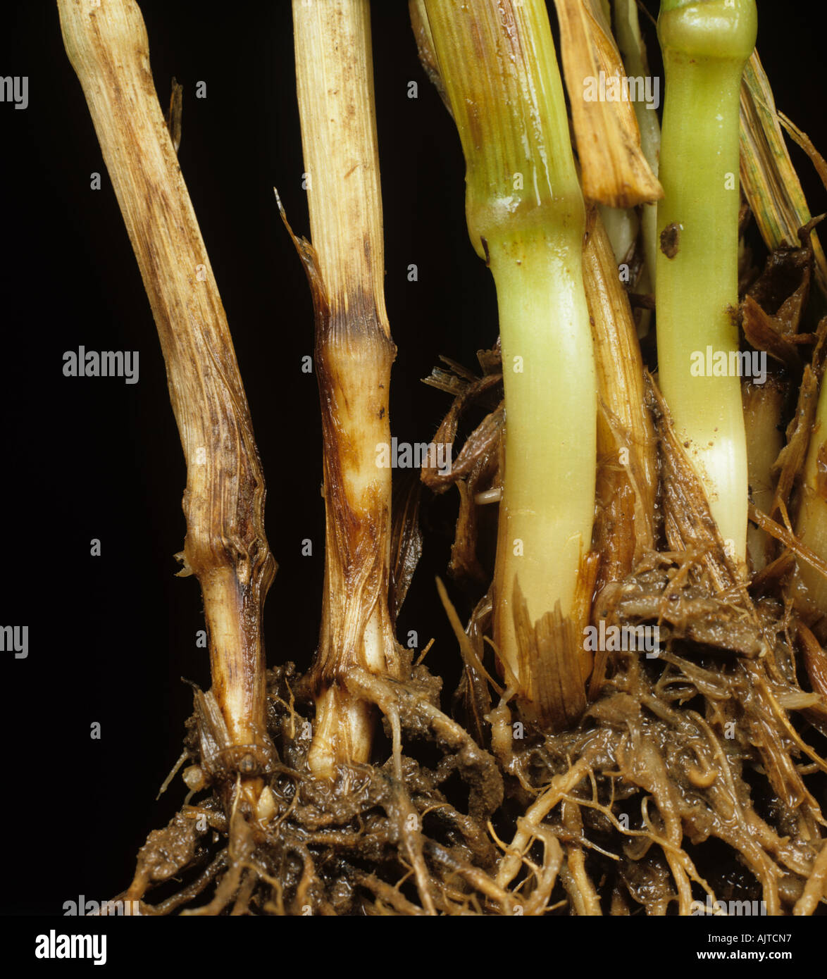 Fusarium foot rot or dryland footrot Fusarium graminearum symptoms on wheat stem base Stock Photo