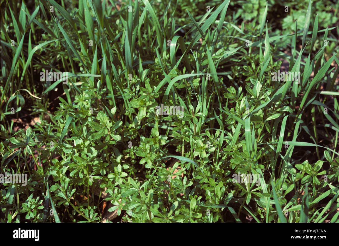 Cleavers Galium aparine plant in young wheat crop Stock Photo Alamy