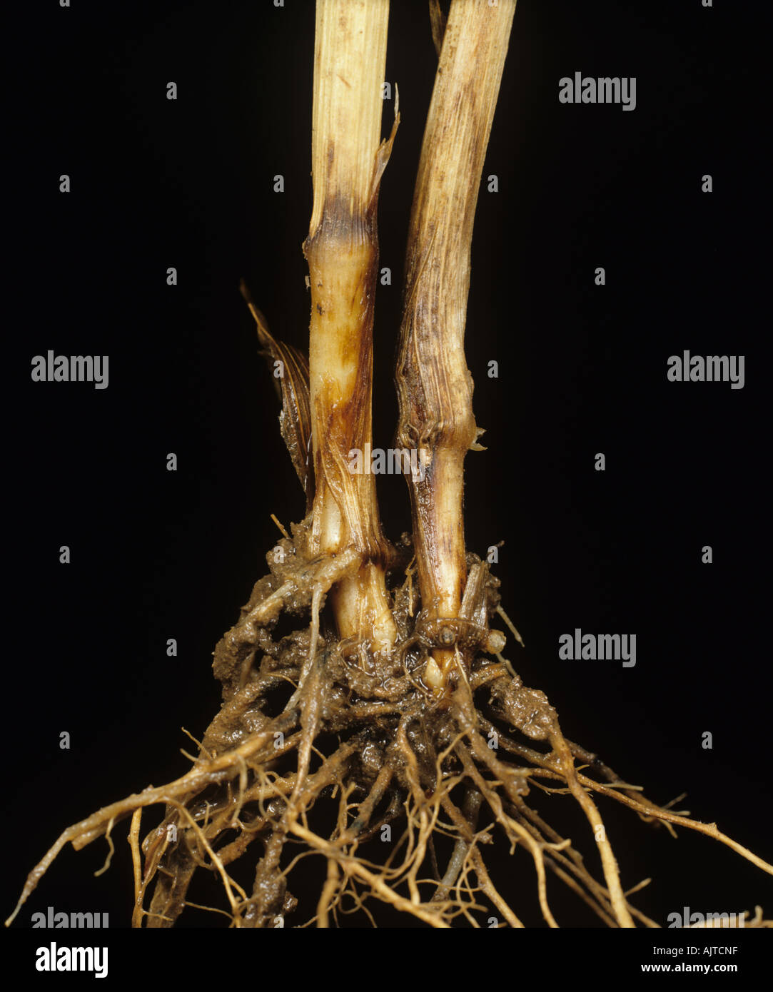 Fusarium foot rot or dryland foot rot Fusarium graminearum symptoms on wheat stem base Stock Photo