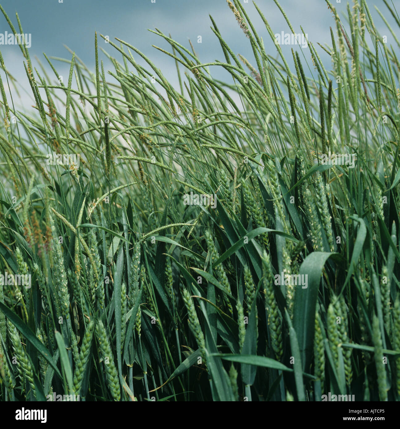 Blackgrass Alopecurus myosuroides flowering in a wheat crop in ear ...
