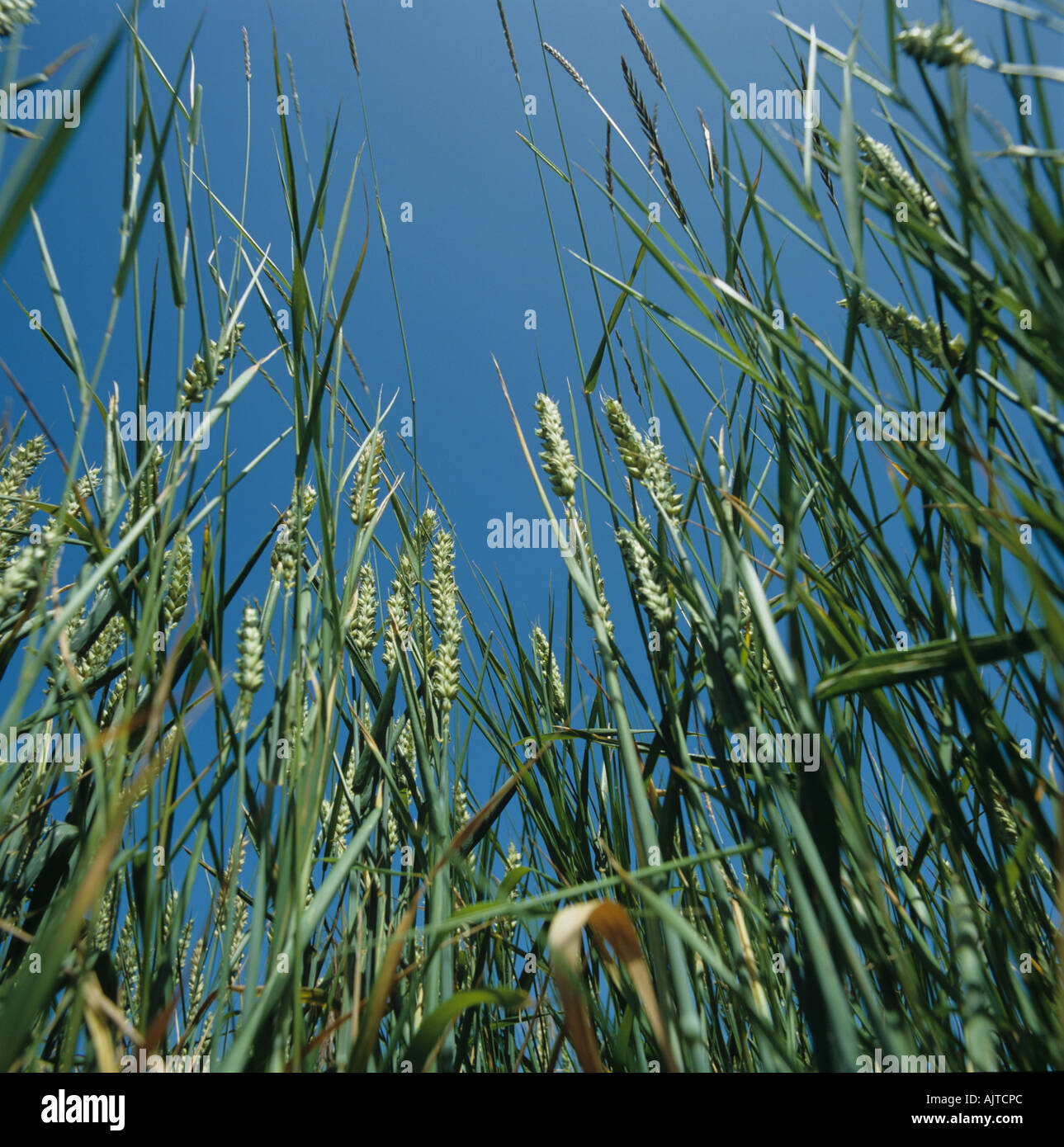 Looking up at couch Agropyron repens flowering in wheat crop in ear Stock Photo