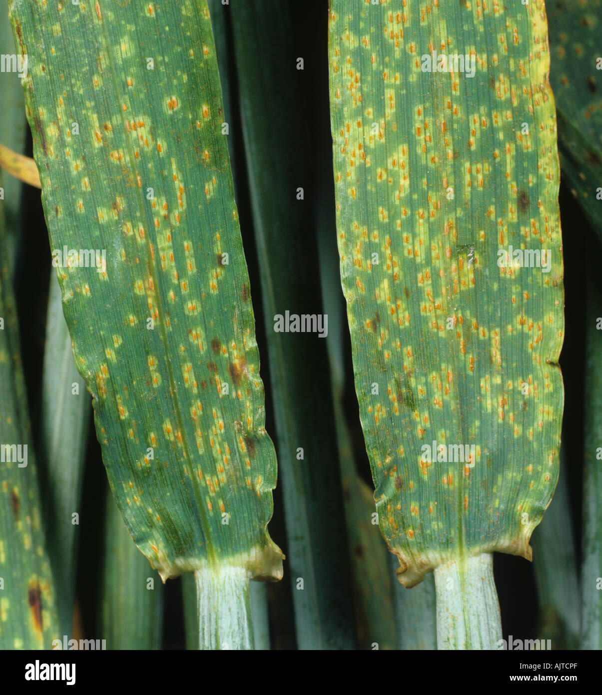 Brown rust Puccinia hordei infection in barley leaves Stock Photo