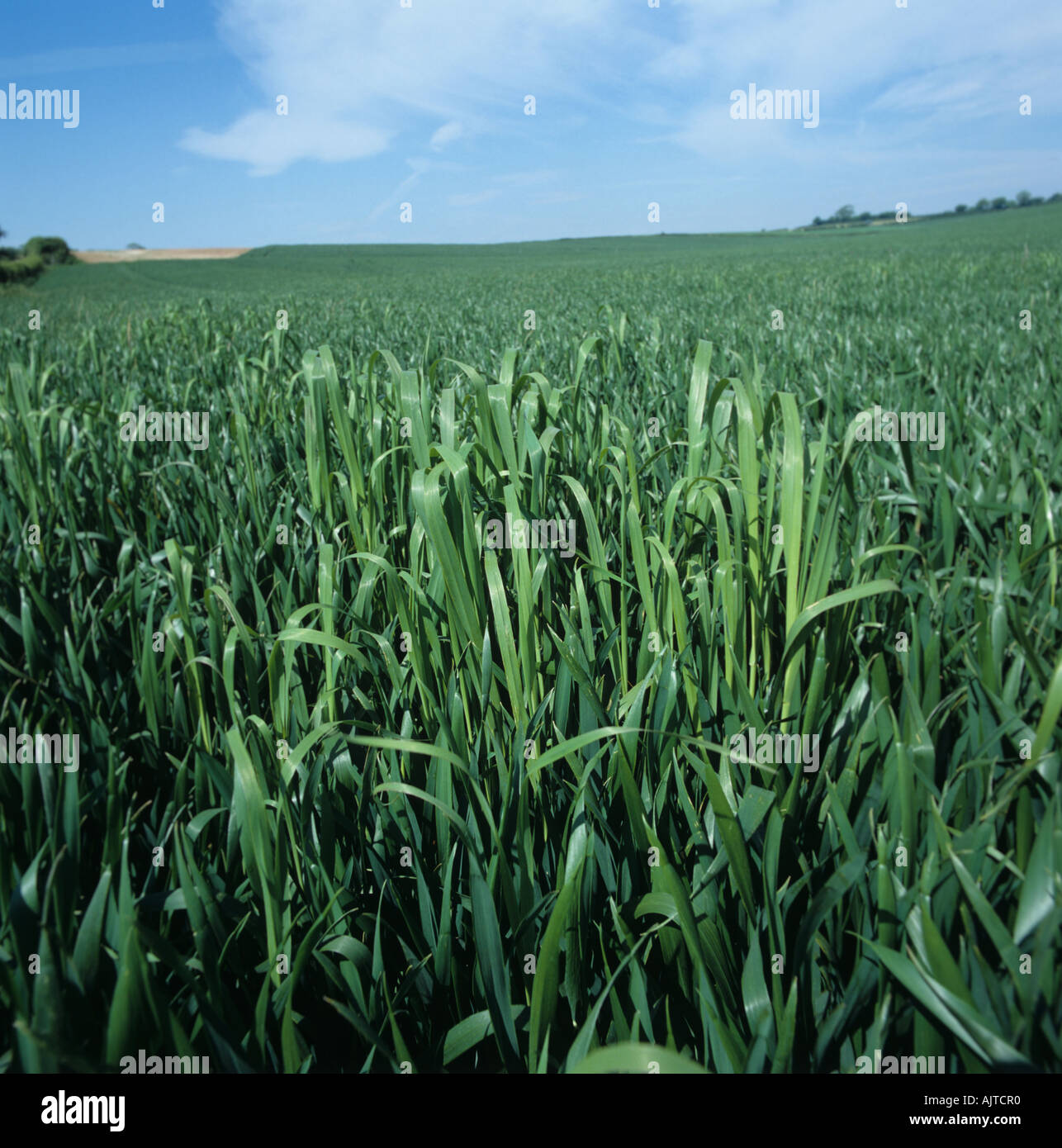 Wild oats Avena fatua in wheat both at flag leaf stage Stock Photo