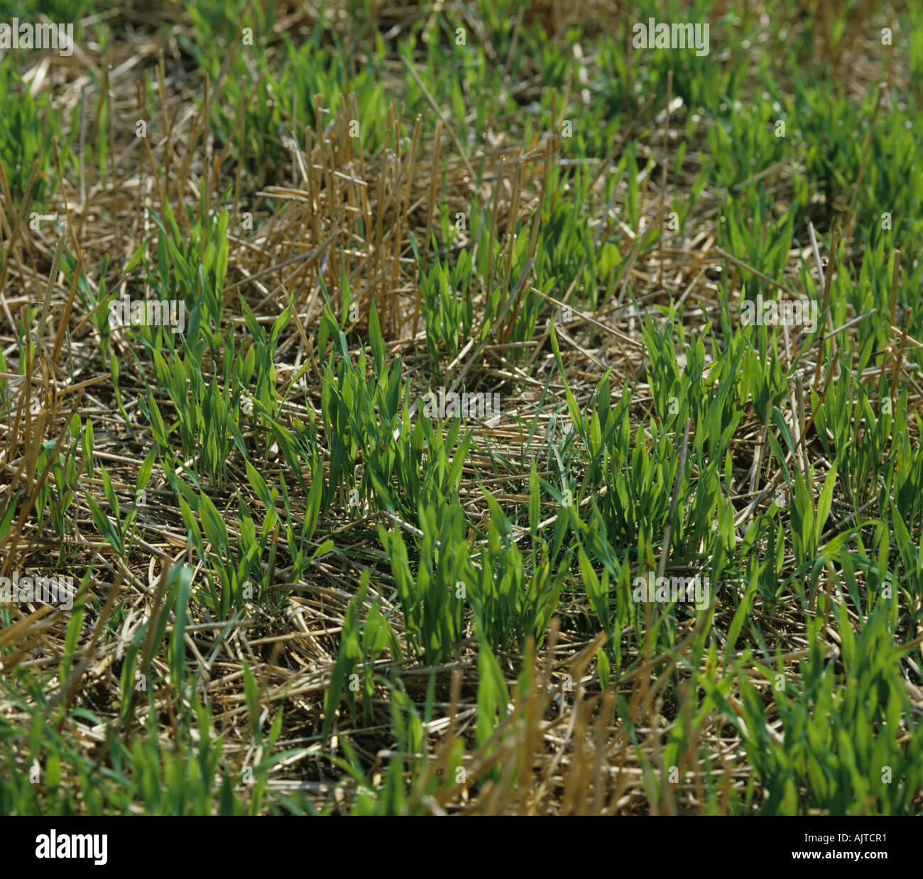 Volunteer cereals in stubble after cereal harvest Stock Photo - Alamy