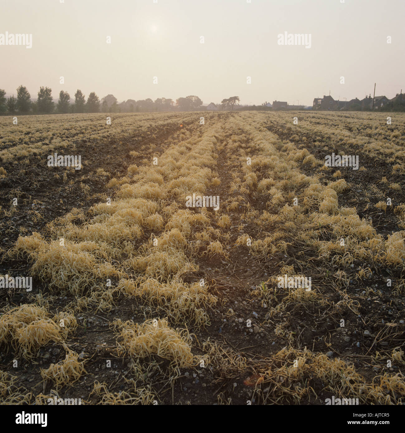 Volunteer cereals other cereal stubble weeds after paraquat application ...