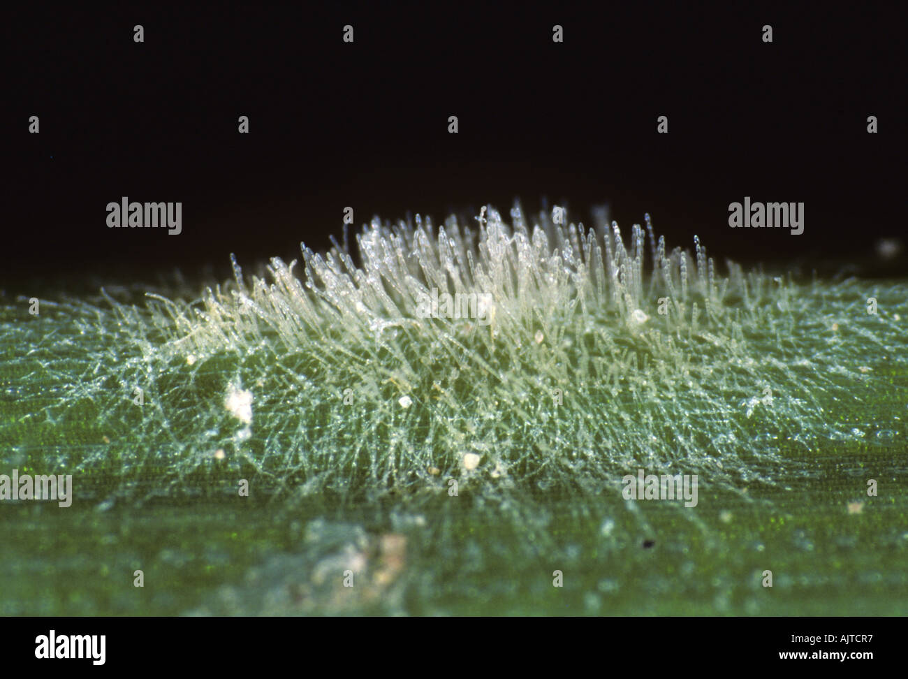 Powdery mildew (Blumeria graminis f.sp. hordei) pustule on a barley leaf Stock Photo