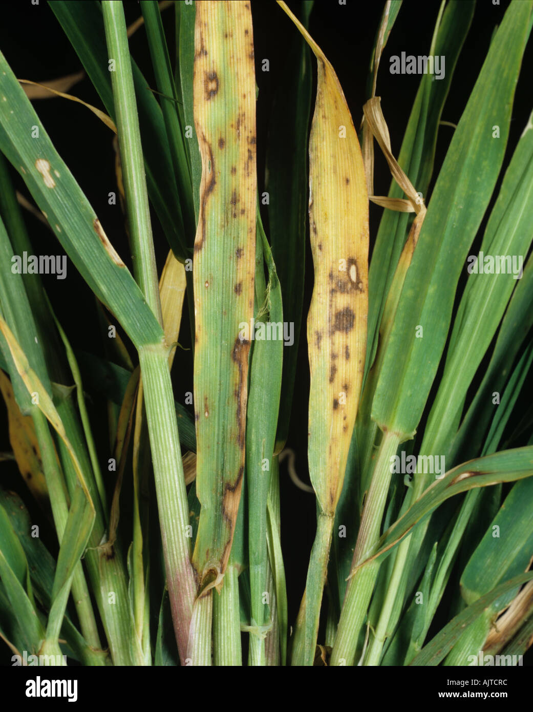 Spot blotch Cochliobolus sativus lesions on barley leaves Stock Photo
