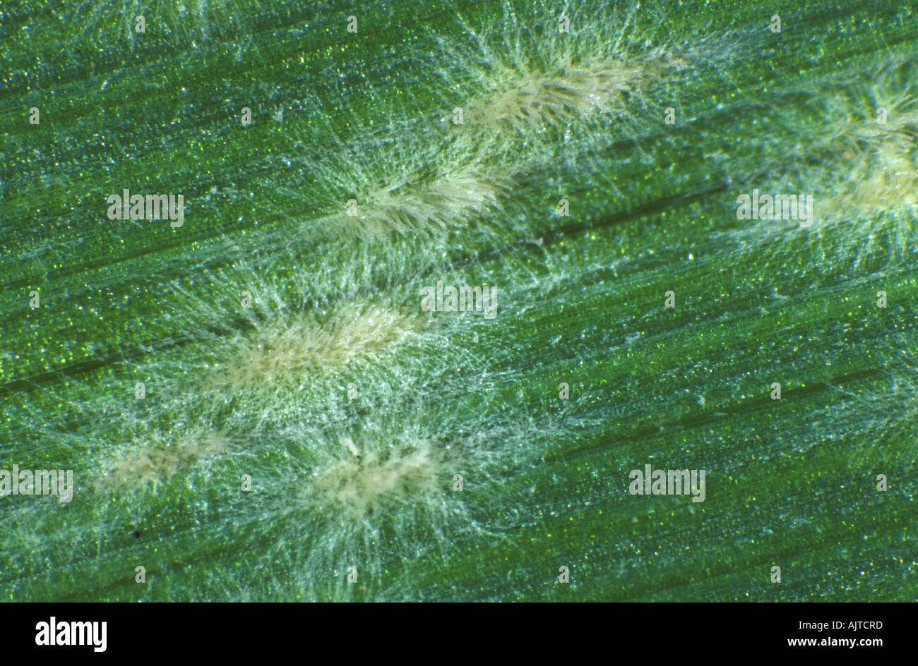 Powdery mildew (Blumeria graminis f.sp. hordei) young pustules on a barley leaf Stock Photo