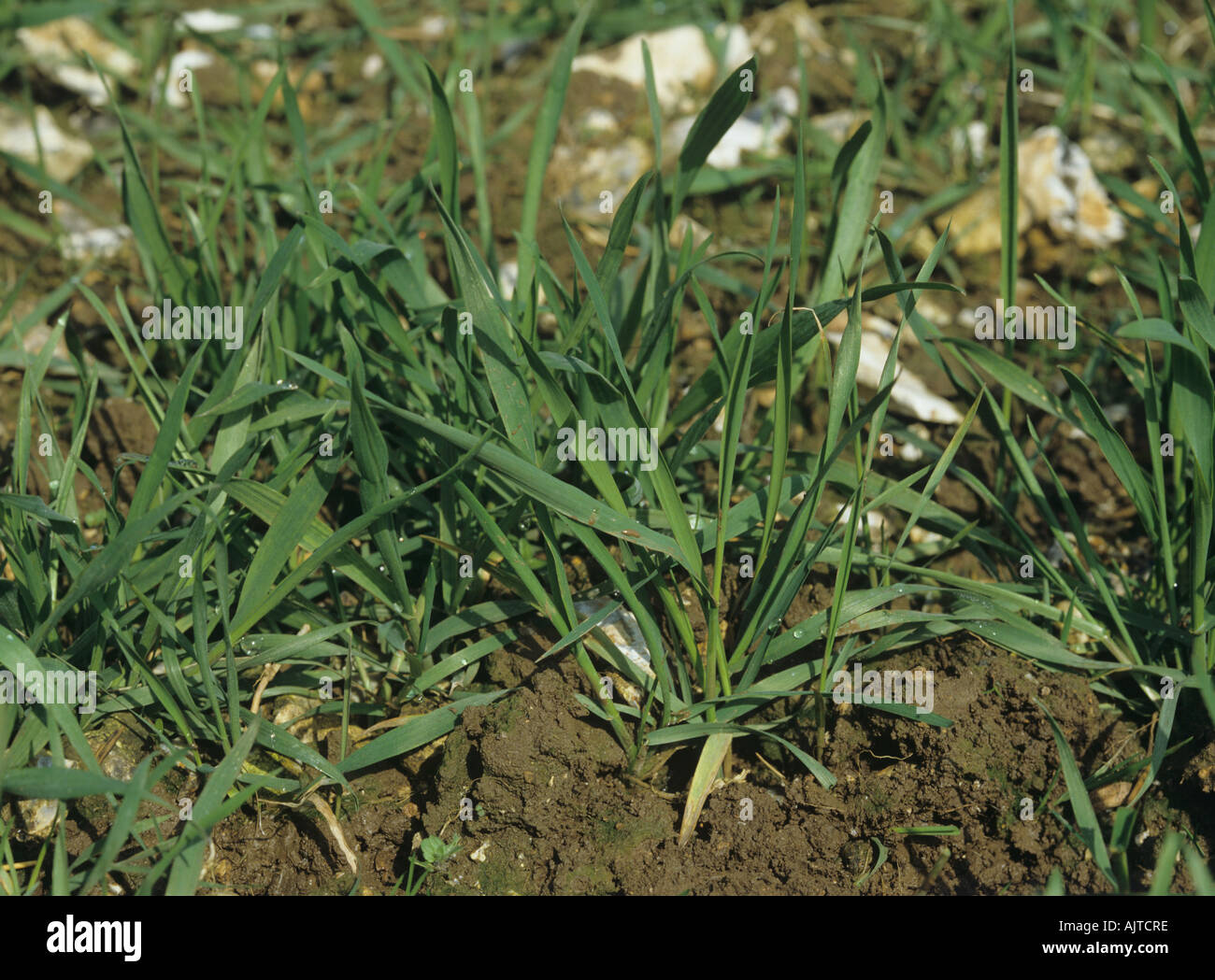 Couch Agropyron repens shoot growing among young wheat seedlings Stock Photo