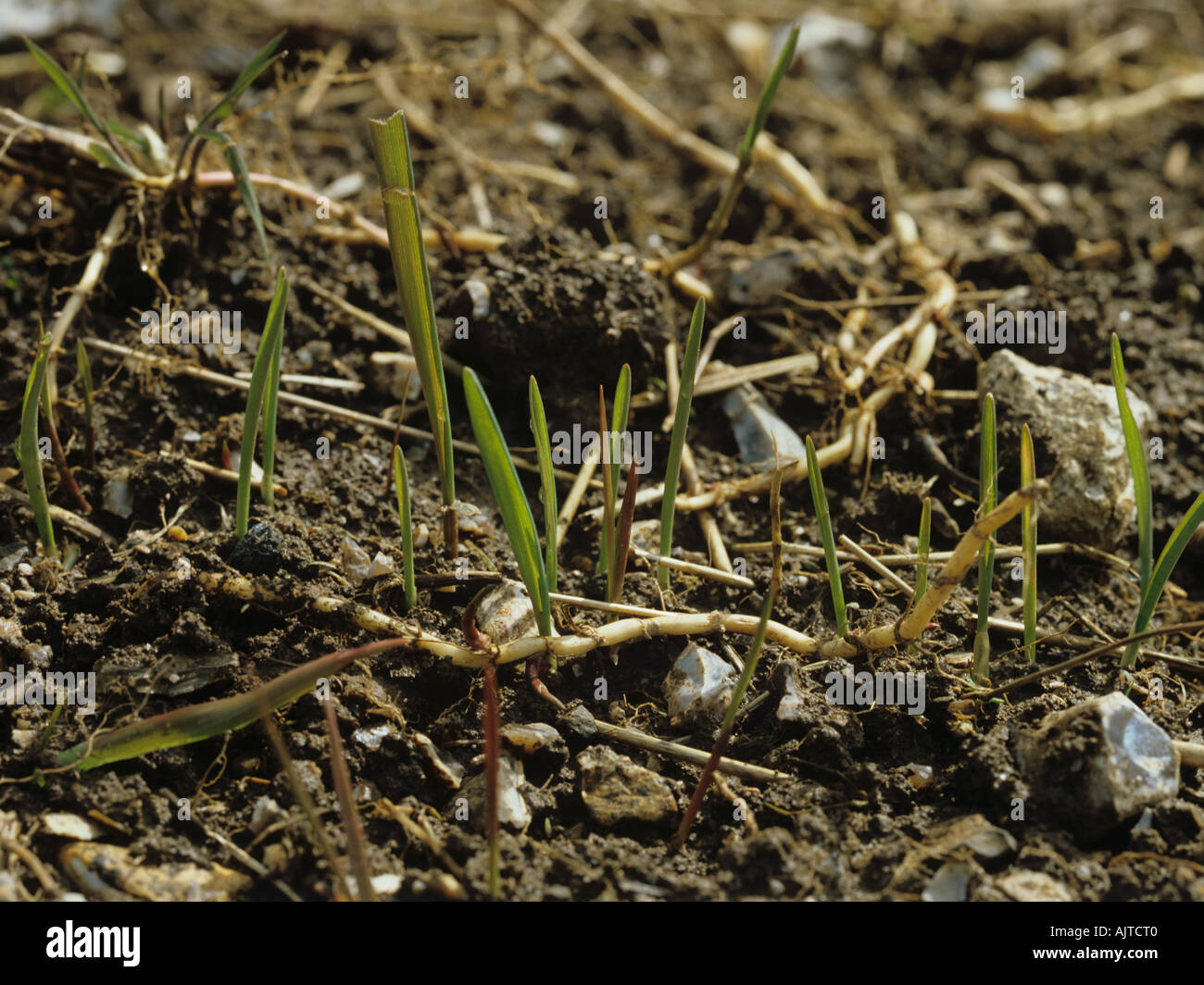 Shoots from fragmented couch Agropyron repens rhizomes in emerging wheat crop Stock Photo