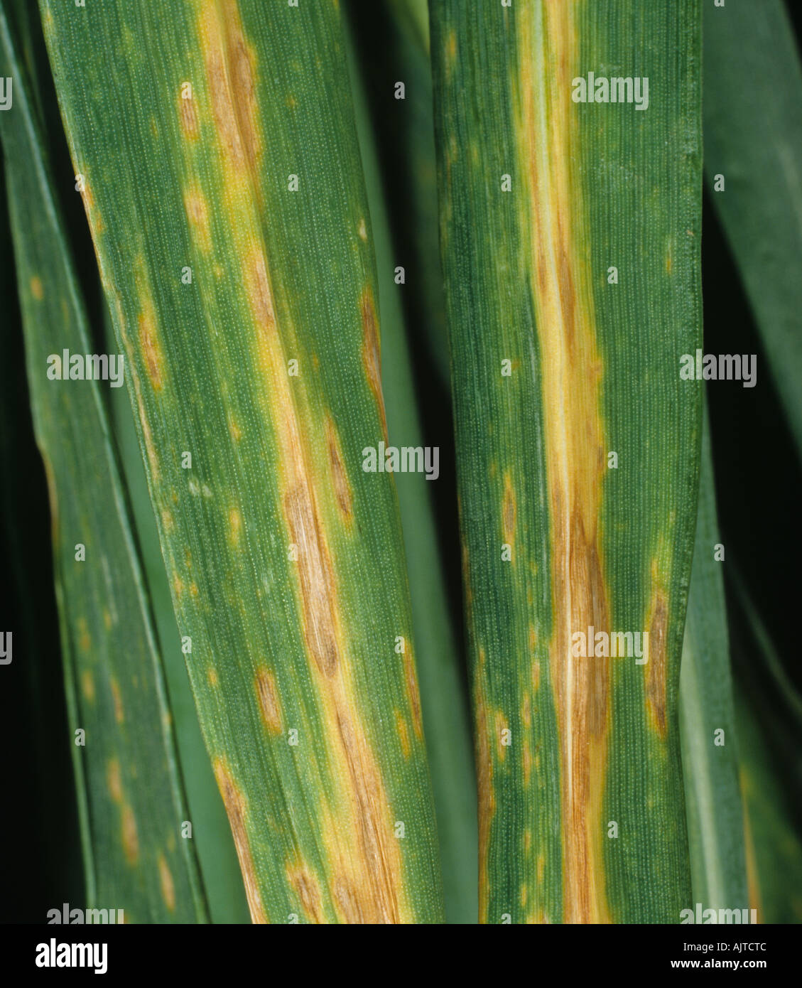 Septoria leaf spot (Phaeosphaeria nodorum) lesions on wheat leaves Stock Photo