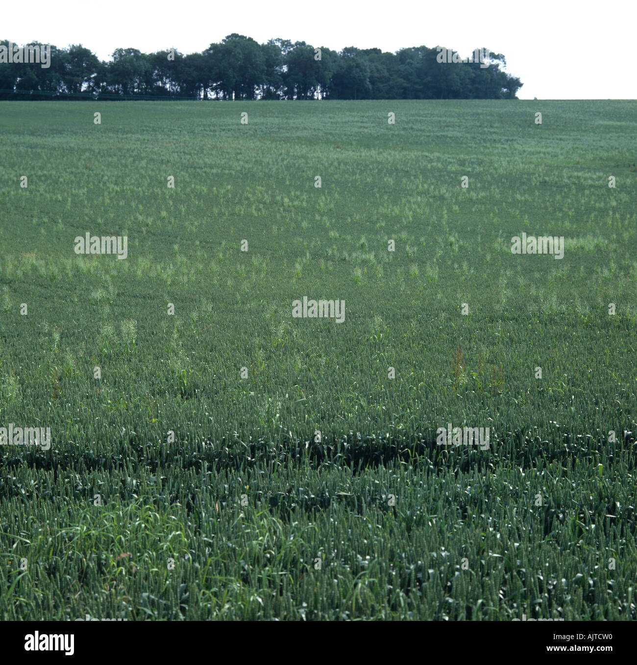 View of well distributed individual flowering wild oats Avena fatua in a wheat crop in ear Stock Photo