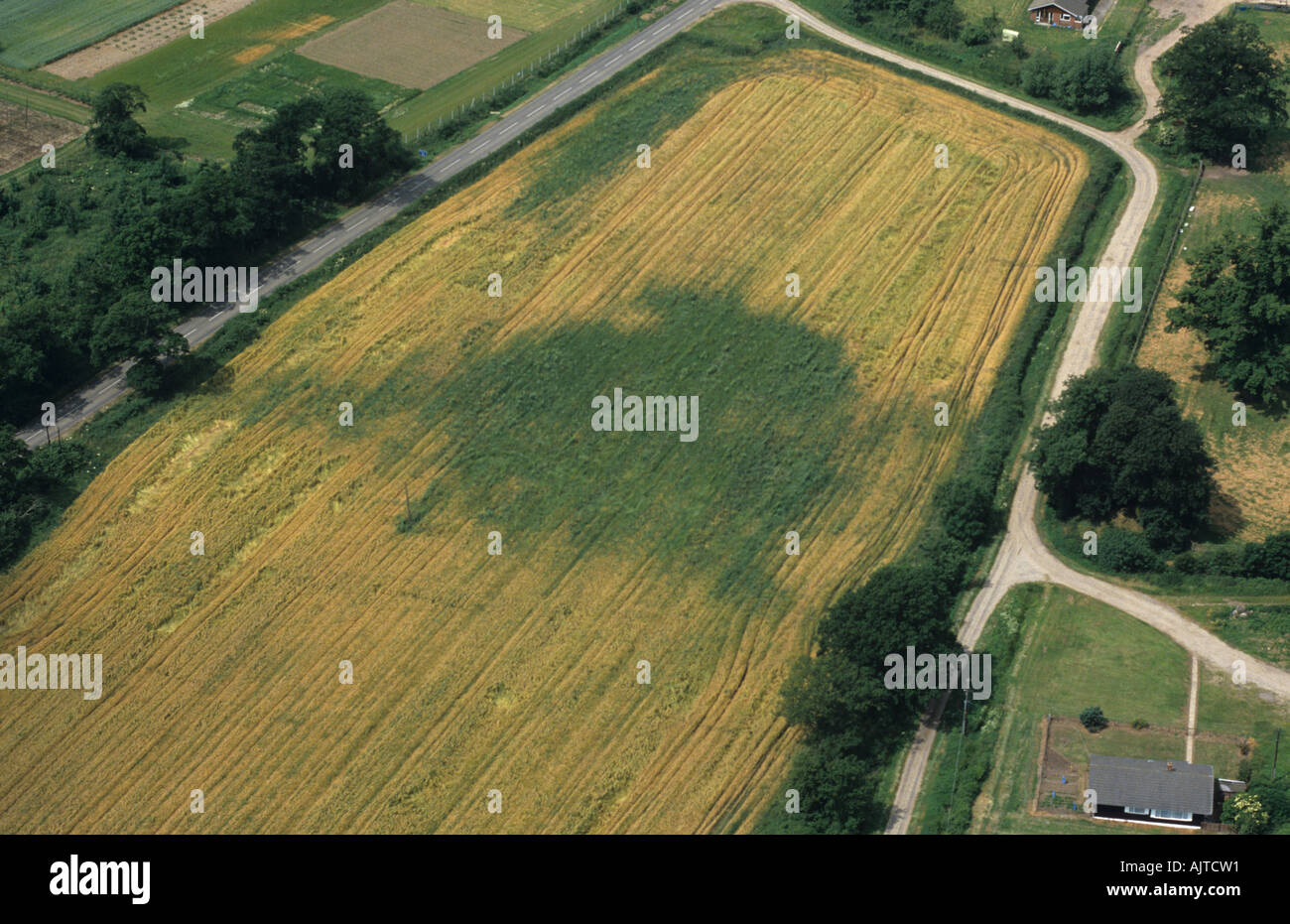 Aerial view of wild oats Avena fatua infestation in a ripe wheat crop Stock Photo